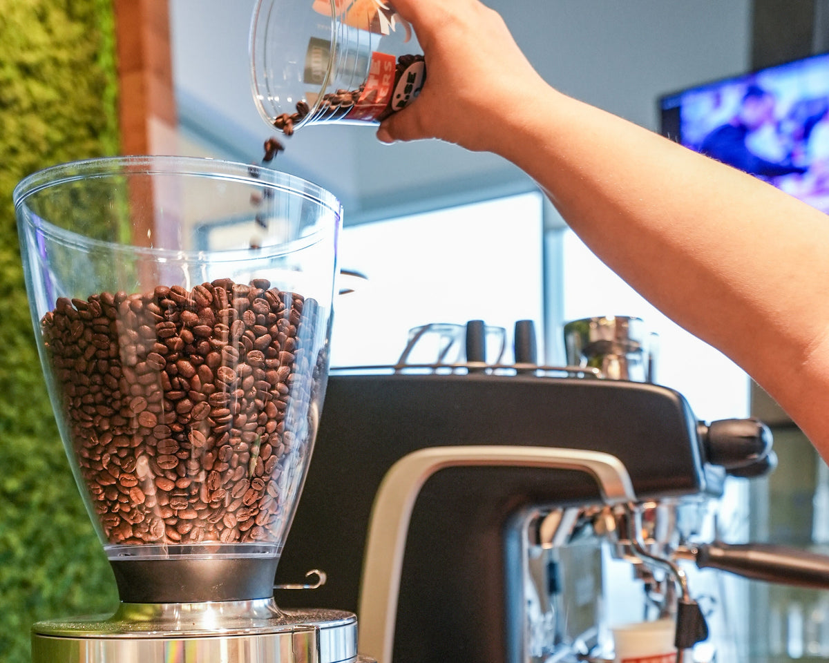 A barista refills the hopper of an espresso grinder with fresh whole bean coffee.